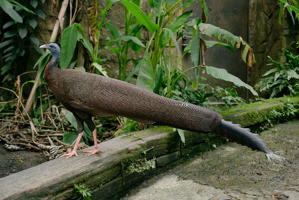 台北市立動物園　穿山甲館動物。（圖／台北市立動物園提供）