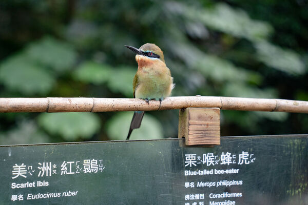 台北市立動物園　穿山甲館動物。（圖／台北市立動物園提供）