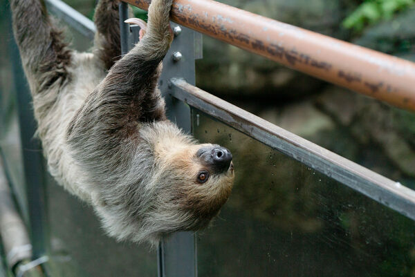 台北市立動物園　穿山甲館動物。（圖／台北市立動物園提供）