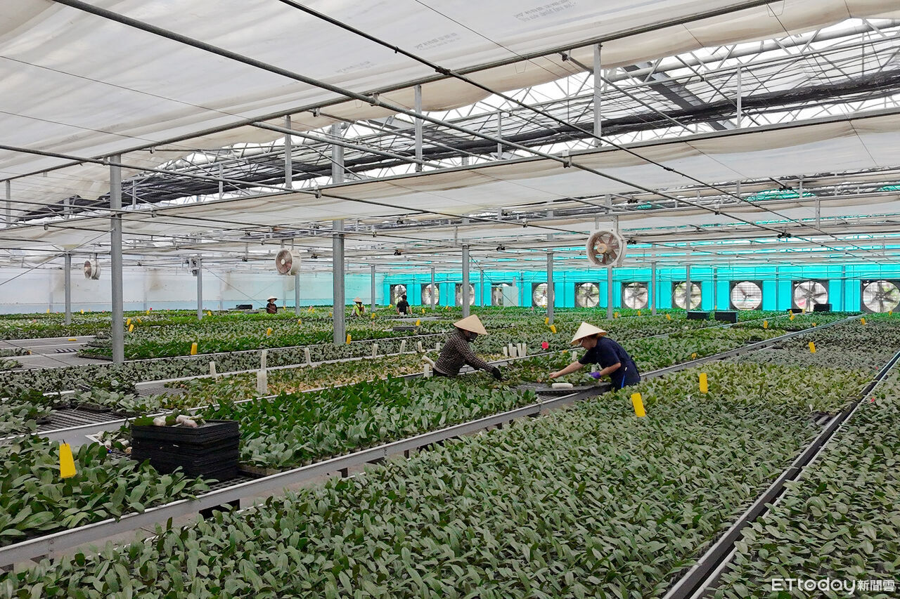 ▲▼關稅貿易，蘭花。（圖／記者林挺弘攝）