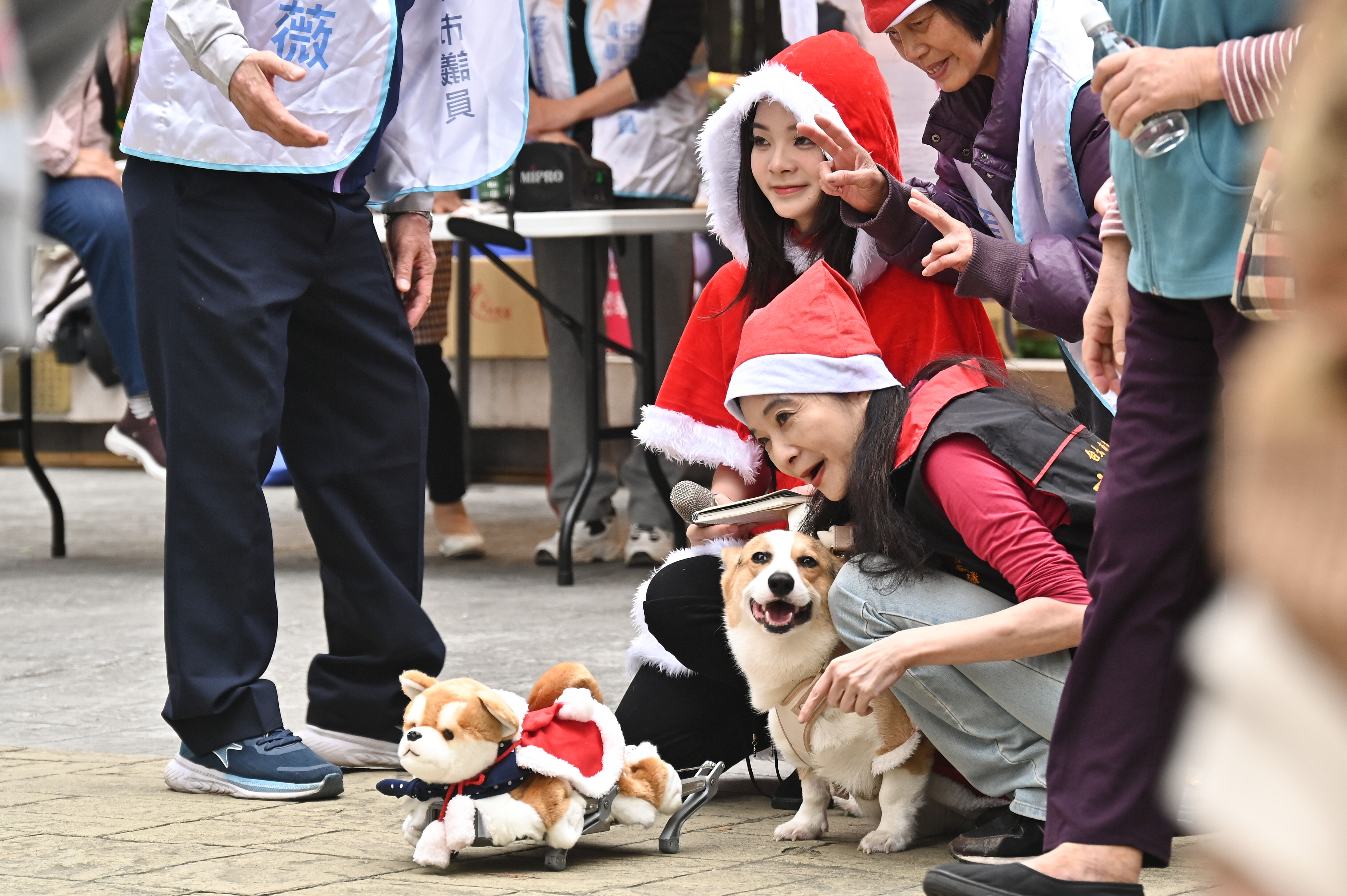 ▲▼台北市議員應曉薇偕同女兒應佳妤著聖誕裝扮，攜帶會聽命令的Al機器狗，與科基愛犬「應寶寶」陪伴里民歡慶冬至與聖誕。（圖／記者李毓康攝）