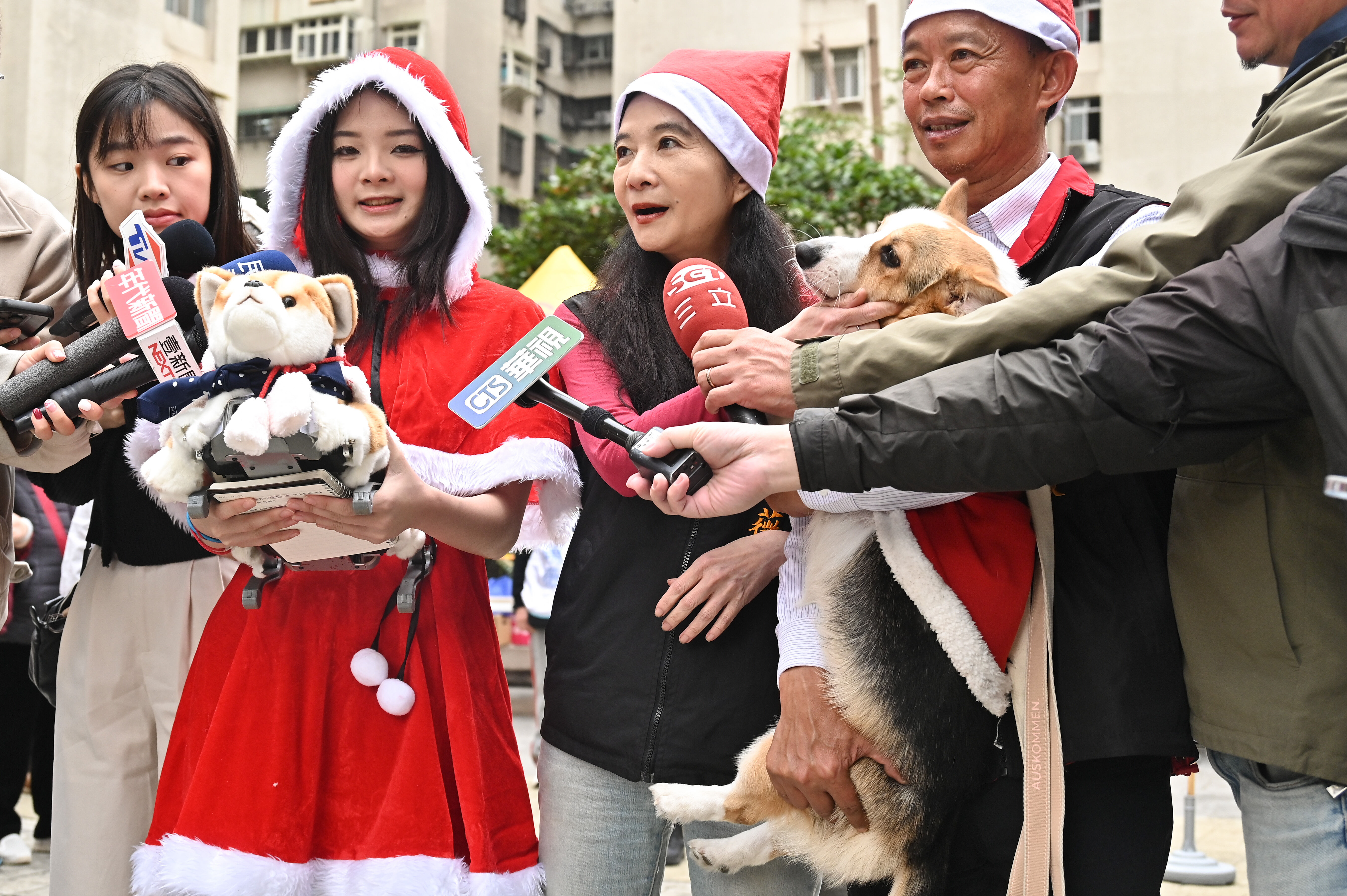 ▲▼台北市議員應曉薇偕同女兒應佳妤著聖誕裝扮，攜帶會聽命令的Al機器狗，與科基愛犬「應寶寶」陪伴里民歡慶冬至與聖誕。（圖／記者李毓康攝）