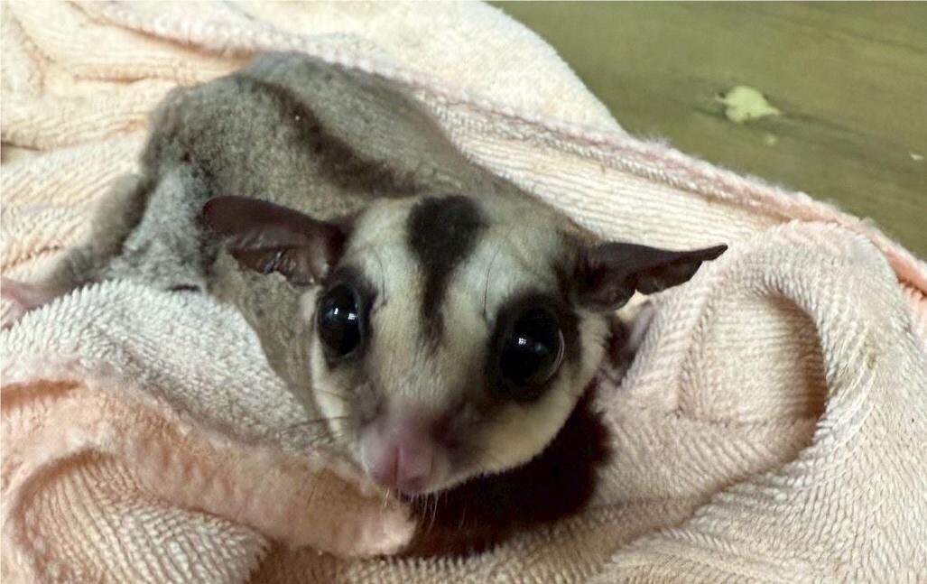 ▲桃園非犬貓特寵認養。（圖／動保處提供）