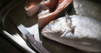 多吃魚變聰明？譚敦慈最推薦鯖魚　少吃4種大型魚