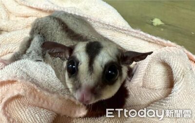 桃園非犬貓特寵認養12/20登場 這次有蜜袋鼯、鸚鵡