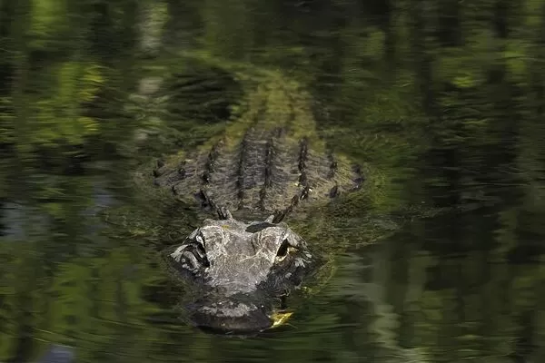 ▲▼ 鱷魚。（圖／VCG）