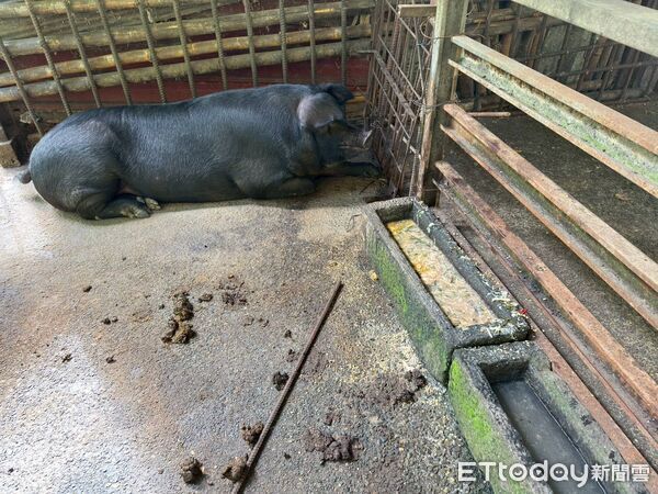 ▲老翁豬舍飼料槽內堆滿廚餘，違規事證明確。（圖／記者翁伊森翻攝）