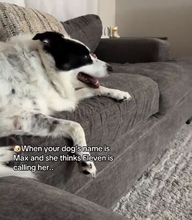 ▲。（圖／翻攝自TikTok／@mah.bordercollie0）