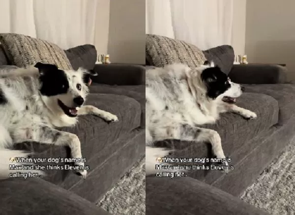 ▲。（圖／翻攝自TikTok／@mah.bordercollie0）