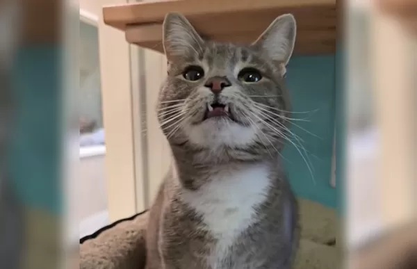 「吸血鬼小貓」苦待收容所700天　呆萌吐舌萌翻網：給牠一個家。（圖／翻攝自Instagram／valleyanimalcenter）
