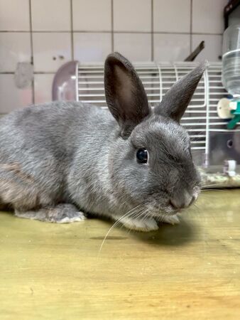 ▲桃園非犬貓特寵認養