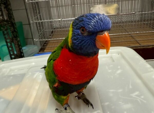 ▲桃園非犬貓特寵認養