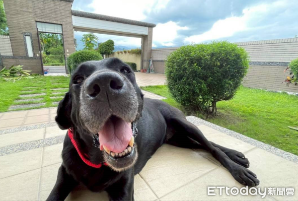 退役工作犬Vanya一家故事。（圖／飼主謝秀吟提供）