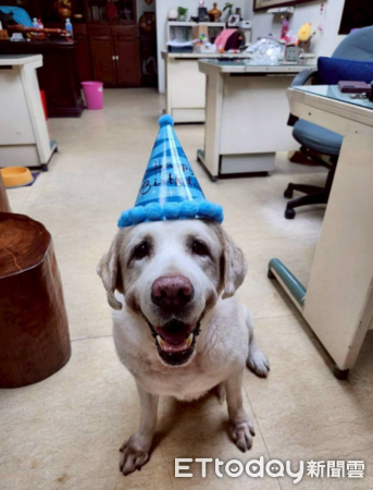 退役工作犬Vanya一家故事。（圖／飼主謝秀吟提供）