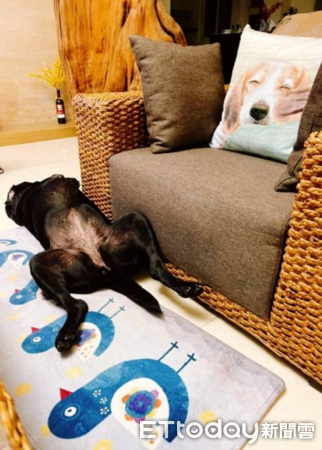 退役工作犬Vanya一家故事。（圖／飼主謝秀吟提供）