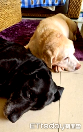 退役工作犬Vanya一家故事。（圖／飼主謝秀吟提供）