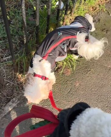 ▲。（圖／翻攝自TikTok／@miff_lifts）