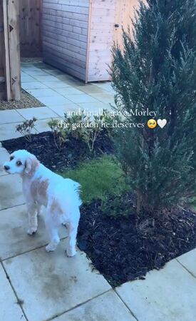 ▲。（圖／翻攝自TikTok／@miff_lifts）