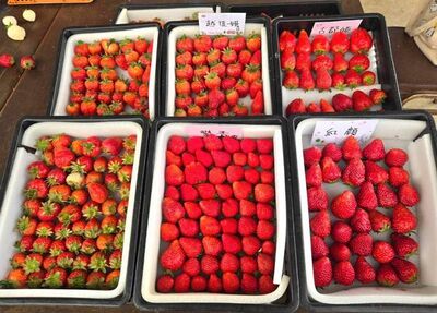 桃園草莓聖誕市集12/25登場　草莓食農體驗即起報名