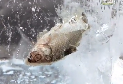 園區隱藏彩蛋！哈爾濱冰雪大世界再現「冰封魚」…遊客搶拍