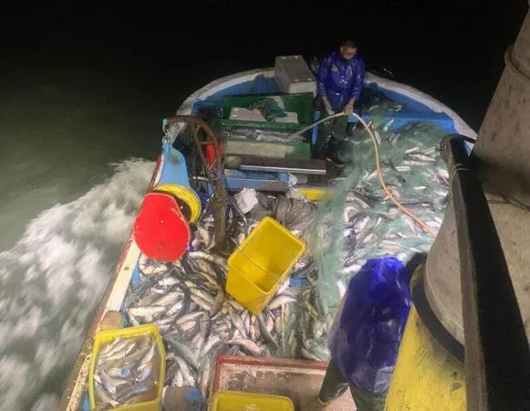 ▲線西漁民捕獲4千尾烏魚。（圖／賴清美提供）