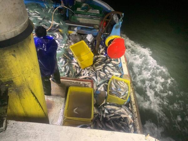 ▲線西漁民捕獲4千尾烏魚。（圖／賴清美提供）