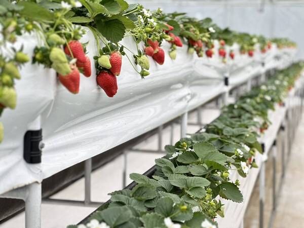 ▲桃園草莓聖誕市集12/25登場　