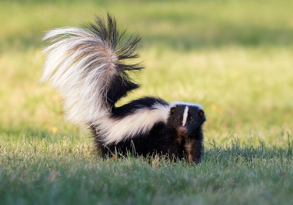 ▲▼ 臭鼬。（圖／VCG）