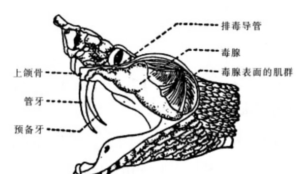 ▲▼  男子被自己養的五步蛇咬截肢           。（圖／翻攝 網易）
