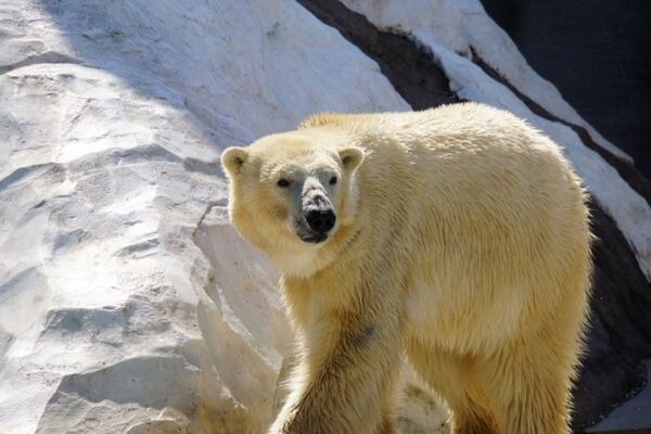 科學家發現北極熊因應氣候暖化，基因出現變化。（示意圖，pixabay）