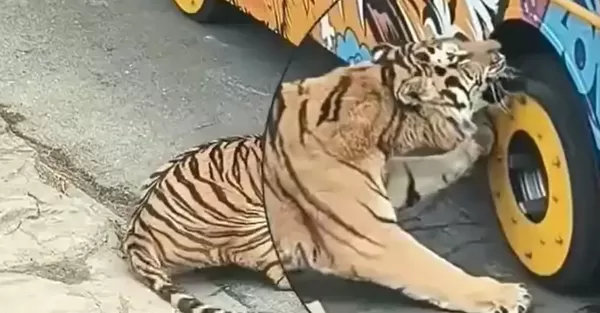 ▲▼  東北虎打鬧           。（圖／翻攝 開屏新聞）