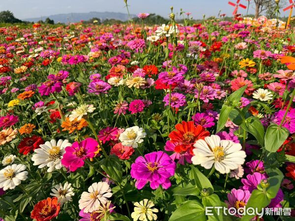 ▲竹藝燈會前奏曲，竹山鎮九十九崁繽紛花海盛放迎賓。（圖／竹山鎮公所提供）