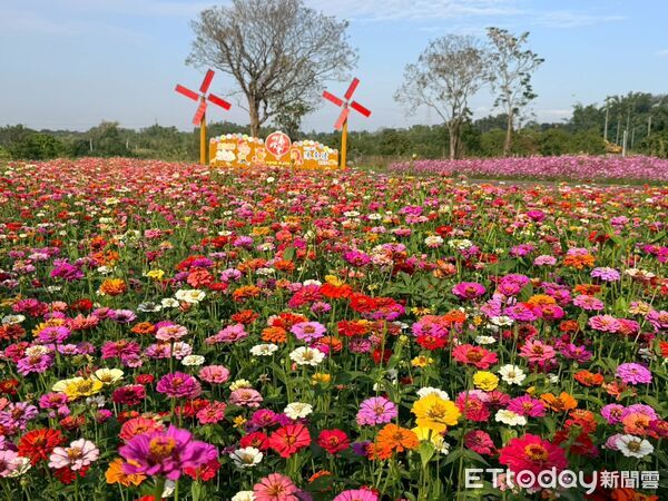 ▲竹藝燈會前奏曲，竹山鎮九十九崁繽紛花海盛放迎賓。（圖／竹山鎮公所提供）