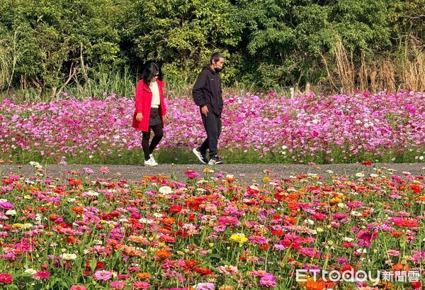 ▲竹藝燈會前奏曲，竹山鎮九十九崁繽紛花海盛放迎賓。（圖／竹山鎮公所提供）