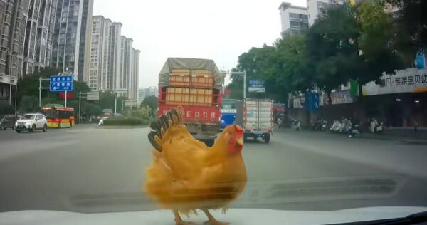 大陸一名駕駛開車到一半，天外飛來一隻雞在她的引擎蓋上。（圖／翻攝X／＠yingtan04410735）