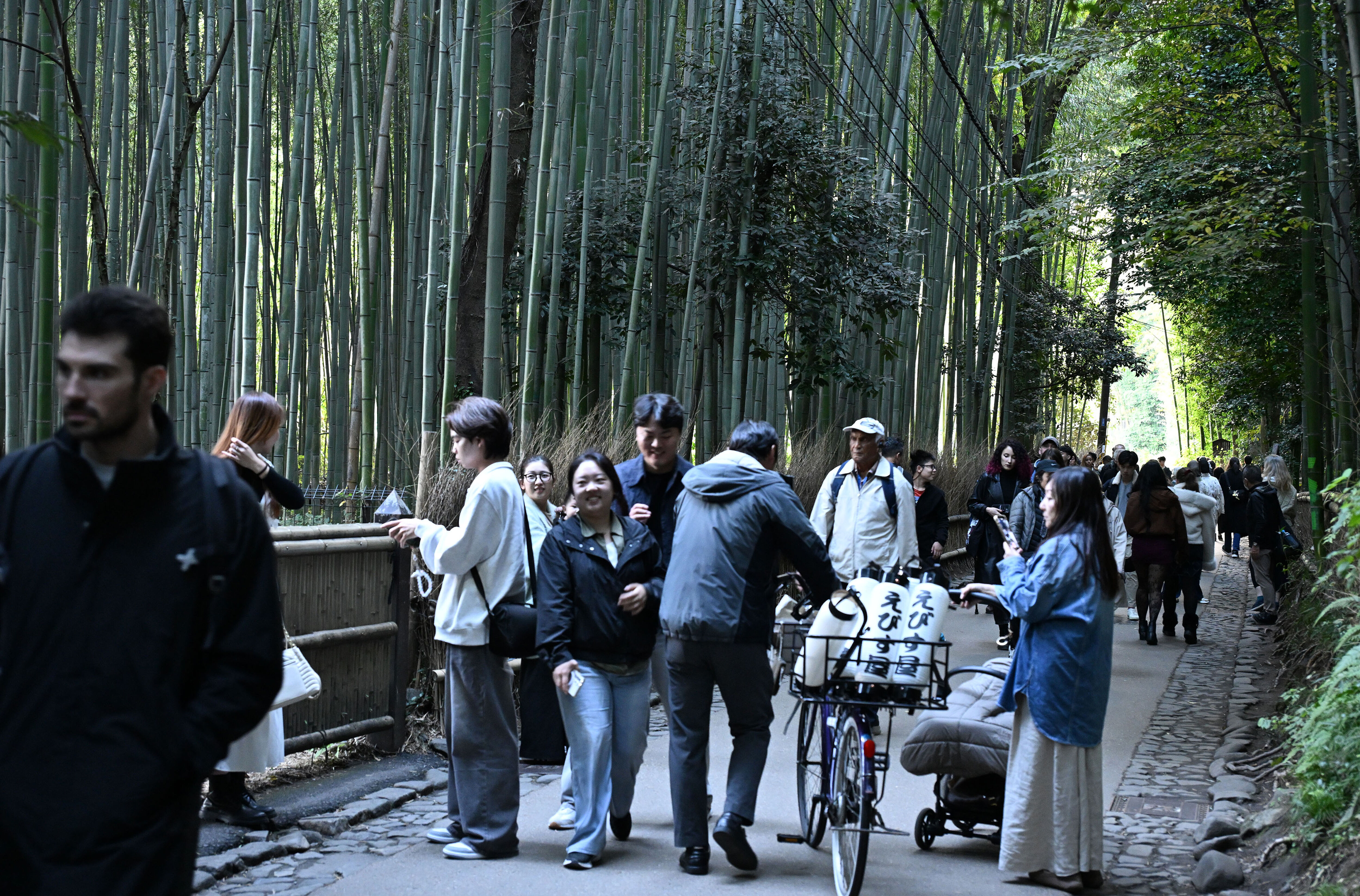 ▲▼日本京都嵐山「竹林小徑」，是近年最受歡迎的觀光景點之一。（圖／達志影像／美聯社）