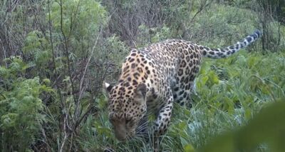 消失30年！華北豹現蹤河北　唯一只生活在中國的豹亞種