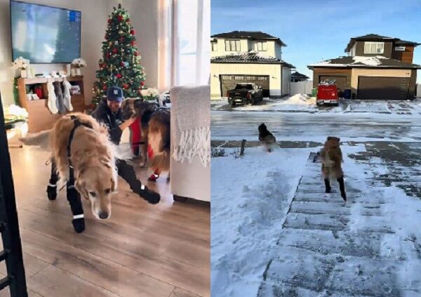 ▲。（圖／翻攝自TikTok／@waltandzo）