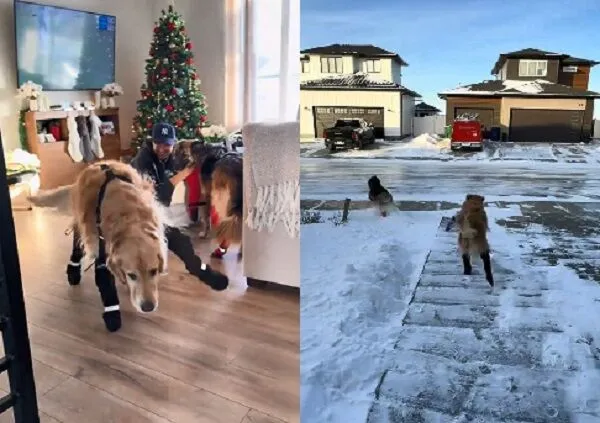 ▲。（圖／翻攝自TikTok／@waltandzo）