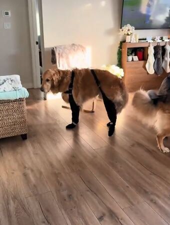 ▲。（圖／翻攝自TikTok／@waltandzo）