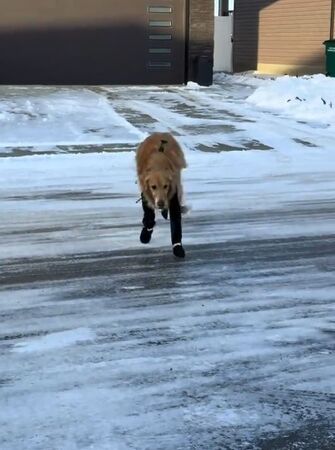 ▲。（圖／翻攝自TikTok／@waltandzo）