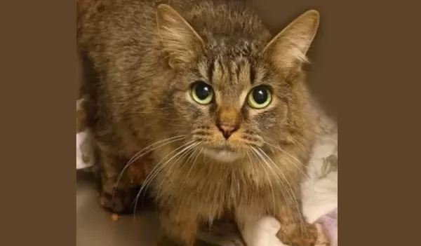 「世紀颶風」後失蹤443天　小貓奇蹟回家網感動：最棒聖誕禮物。（圖／翻攝自Facebook／Kaitlin Wright Meteorologist）