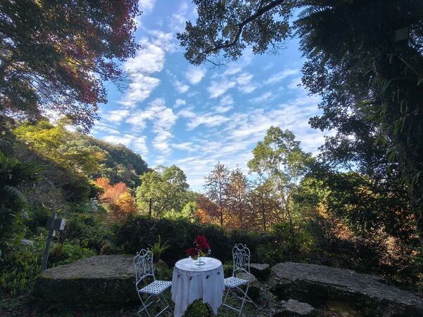 ▲悠然秘境小屋落羽松。（圖／業者提供）