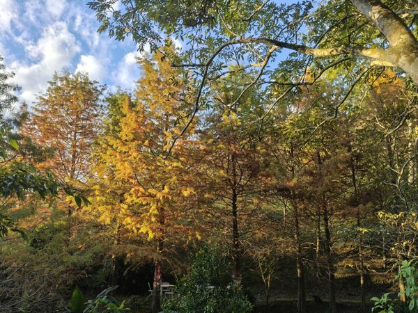 ▲悠然秘境小屋落羽松。（圖／業者提供）