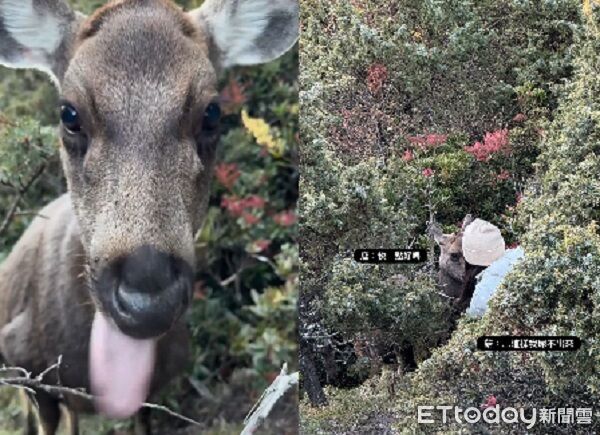 ▲。（圖／Threads@pei_gu_0603提供，請勿隨意翻拍，以免侵權。）