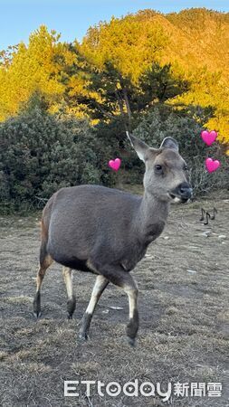 ▲。（圖／Threads@pei_gu_0603提供，請勿隨意翻拍，以免侵權。）