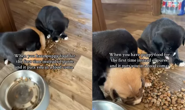 獲救小奶狗第一次吃飼料「飽到度估」　集體睡翻畫面萌翻網。（圖／翻攝自TikTok／sieramartinez）