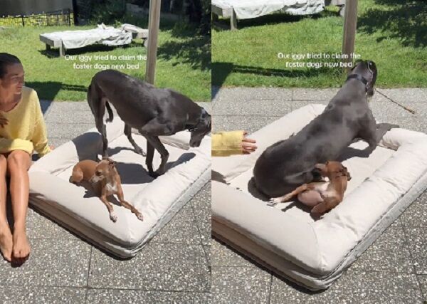 ▲。（圖／翻攝自TikTok／@andetho）