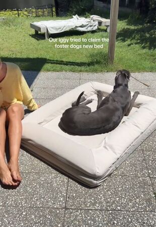 ▲。（圖／翻攝自TikTok／@andetho）