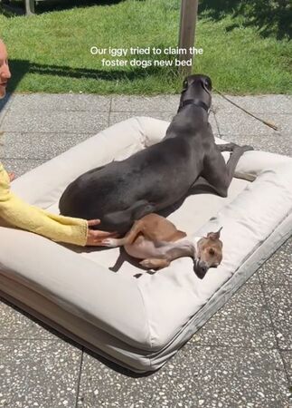 ▲。（圖／翻攝自TikTok／@andetho）